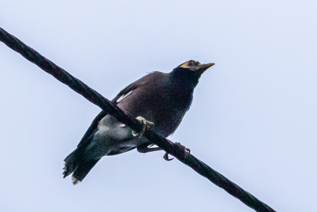 Common Myna - ML622060295