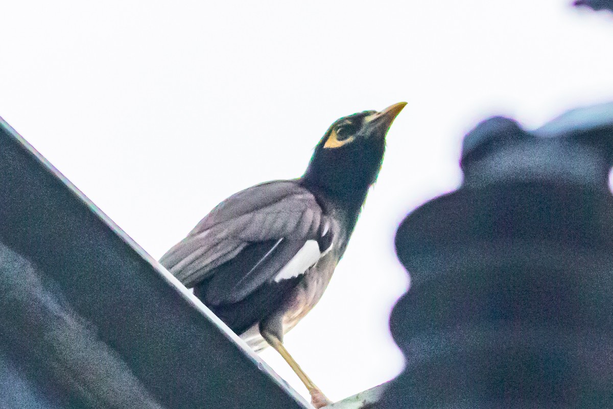 Common Myna - ML622060296