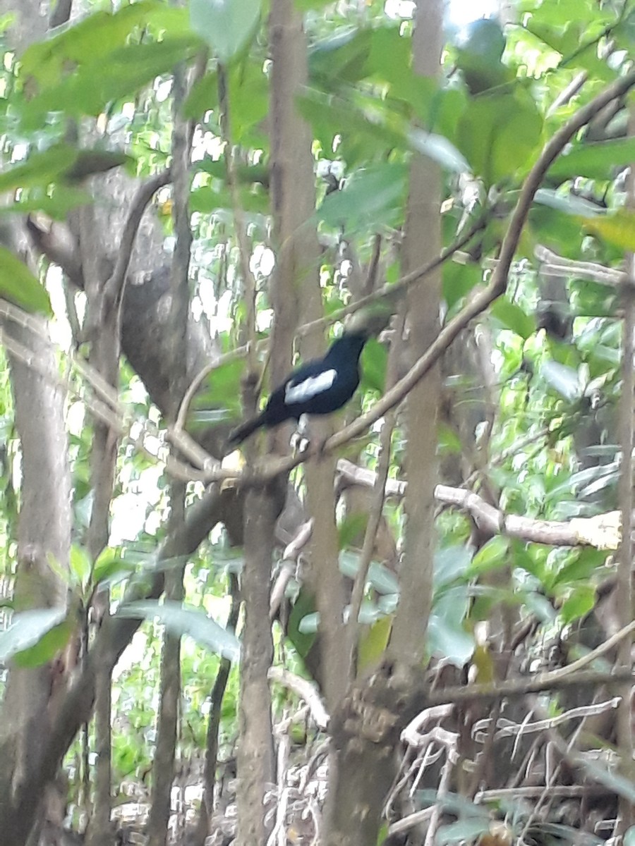 Seychelles Magpie-Robin - ML622060379