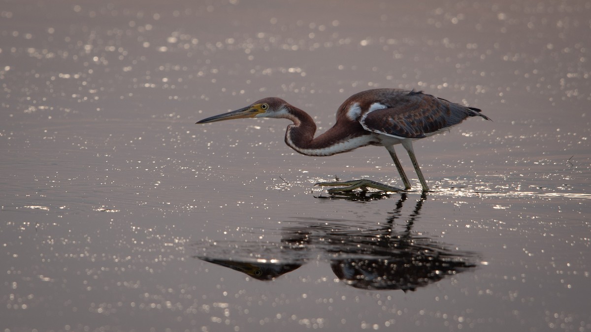 Tricolored Heron - ML622060398