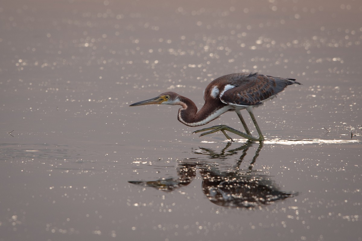 Tricolored Heron - ML622060399