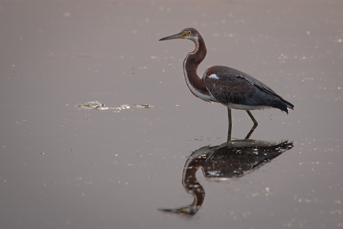 Tricolored Heron - Sean McCann