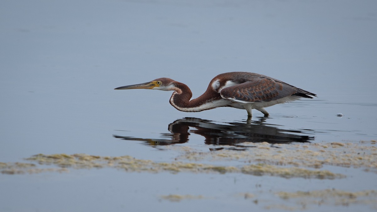 Tricolored Heron - ML622060401