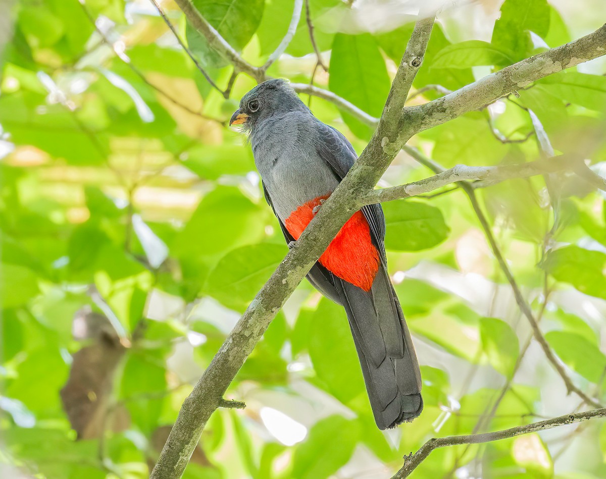 Kara Kuyruklu Trogon - ML622060451