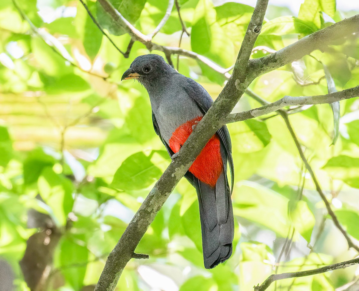 Kara Kuyruklu Trogon - ML622060452