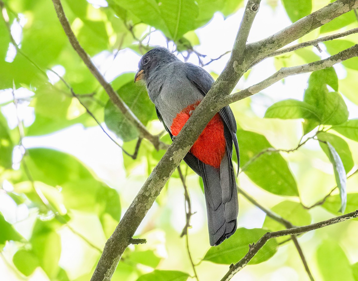 Kara Kuyruklu Trogon - ML622060454