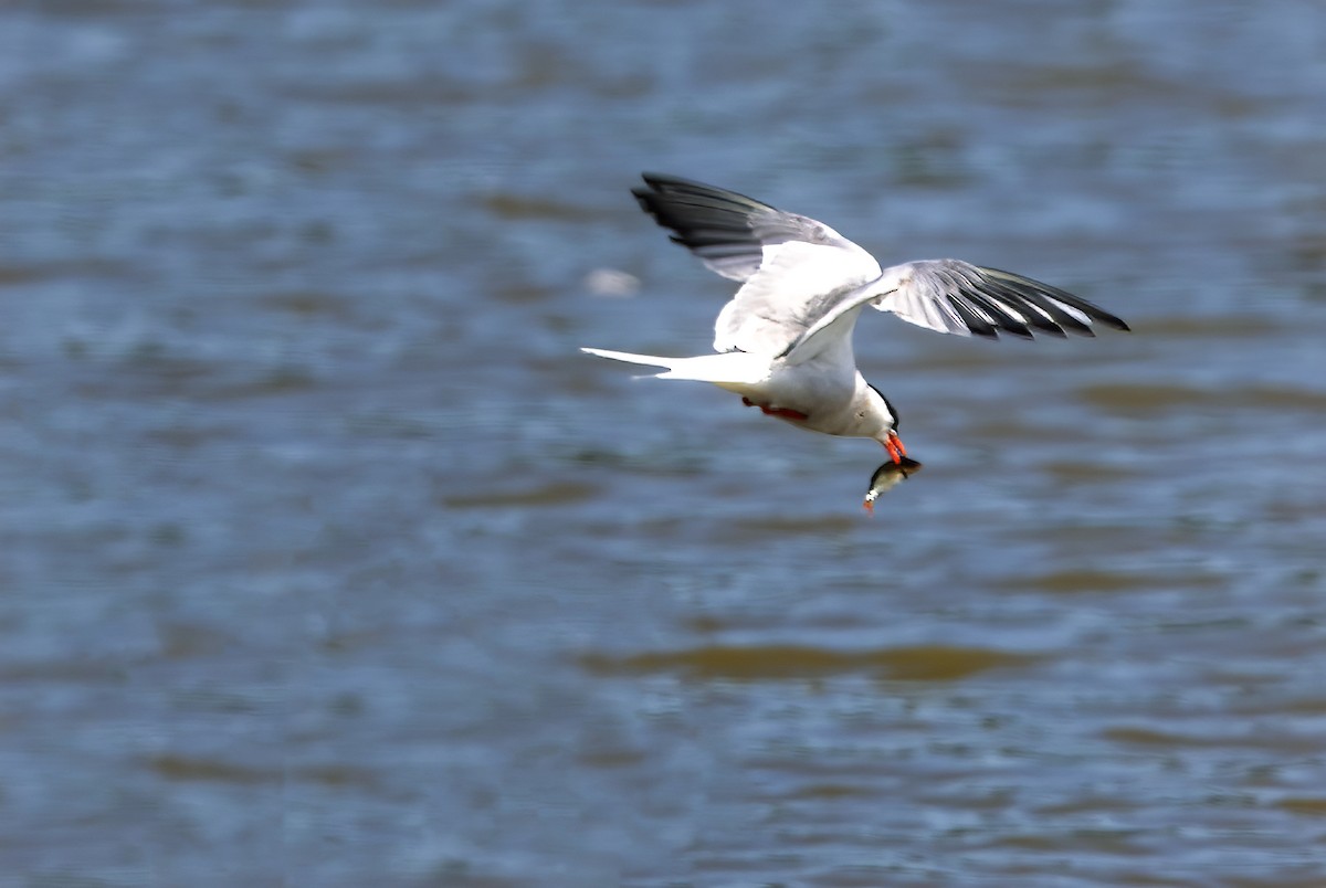 Common Tern - ML622060509