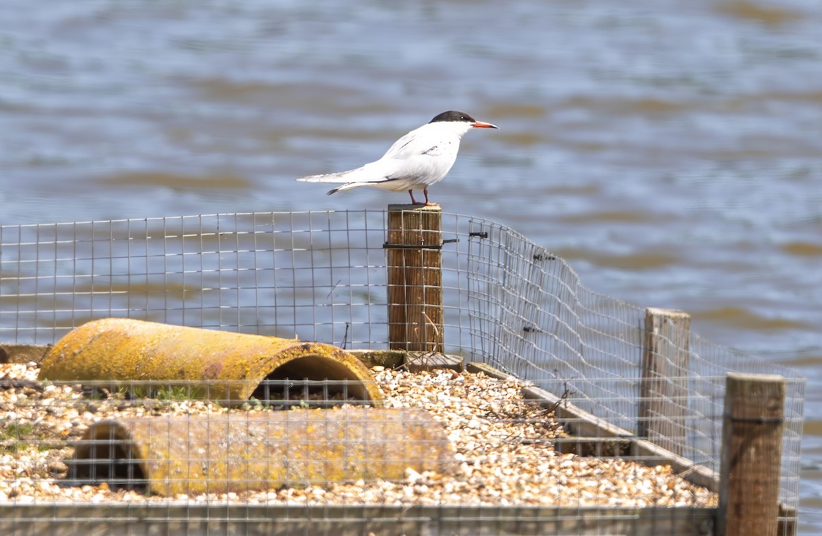 Common Tern - ML622060510