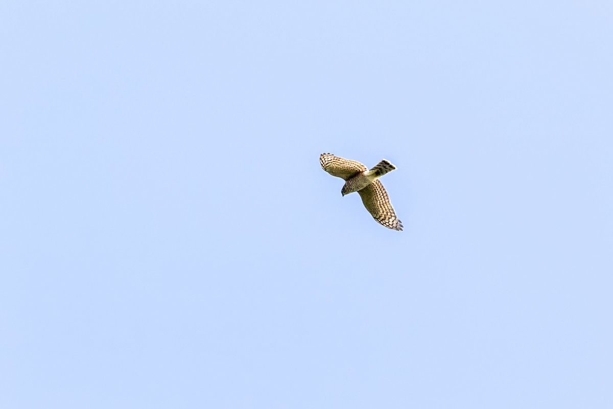 Eurasian Sparrowhawk - ML622060512