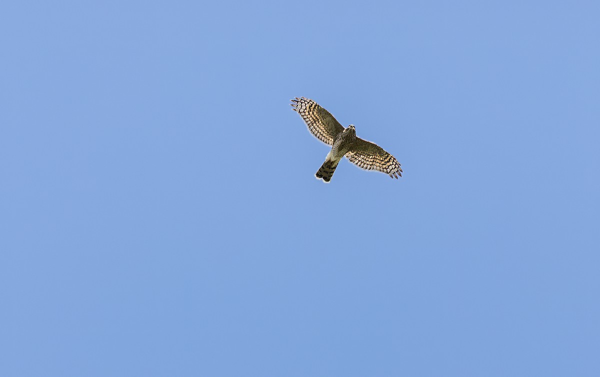 Eurasian Sparrowhawk - ML622060513