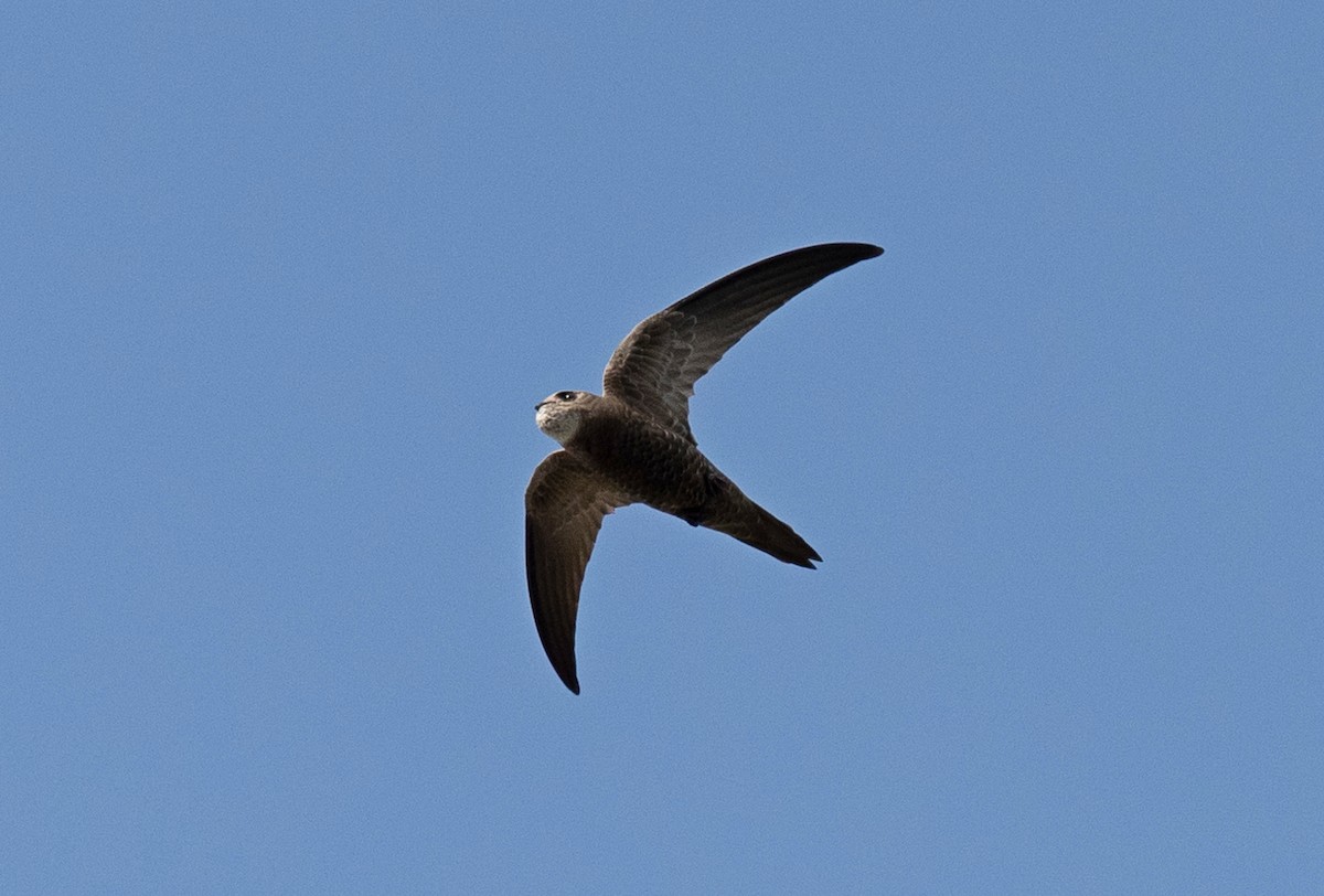 Pallid Swift - ML622060588