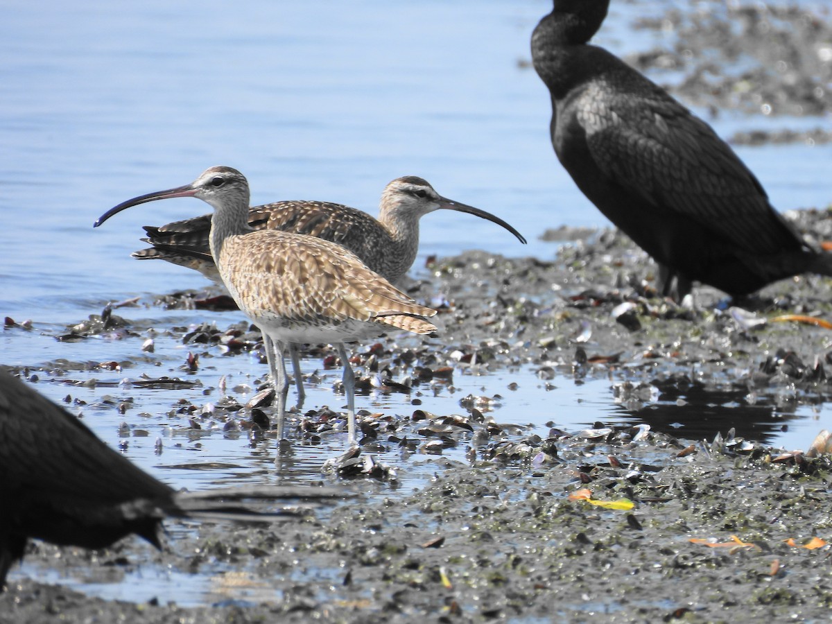 Whimbrel - Bernardo José Jiménez Mejía