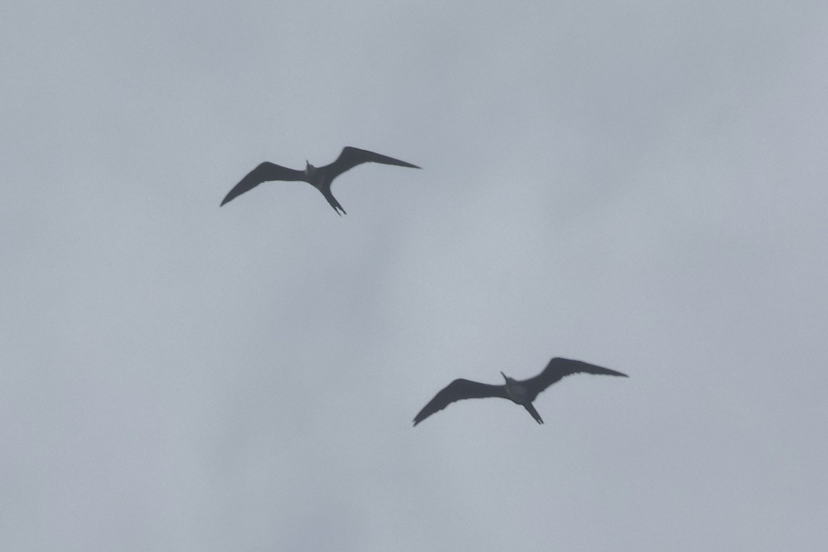 Lesser Frigatebird - ML622060725