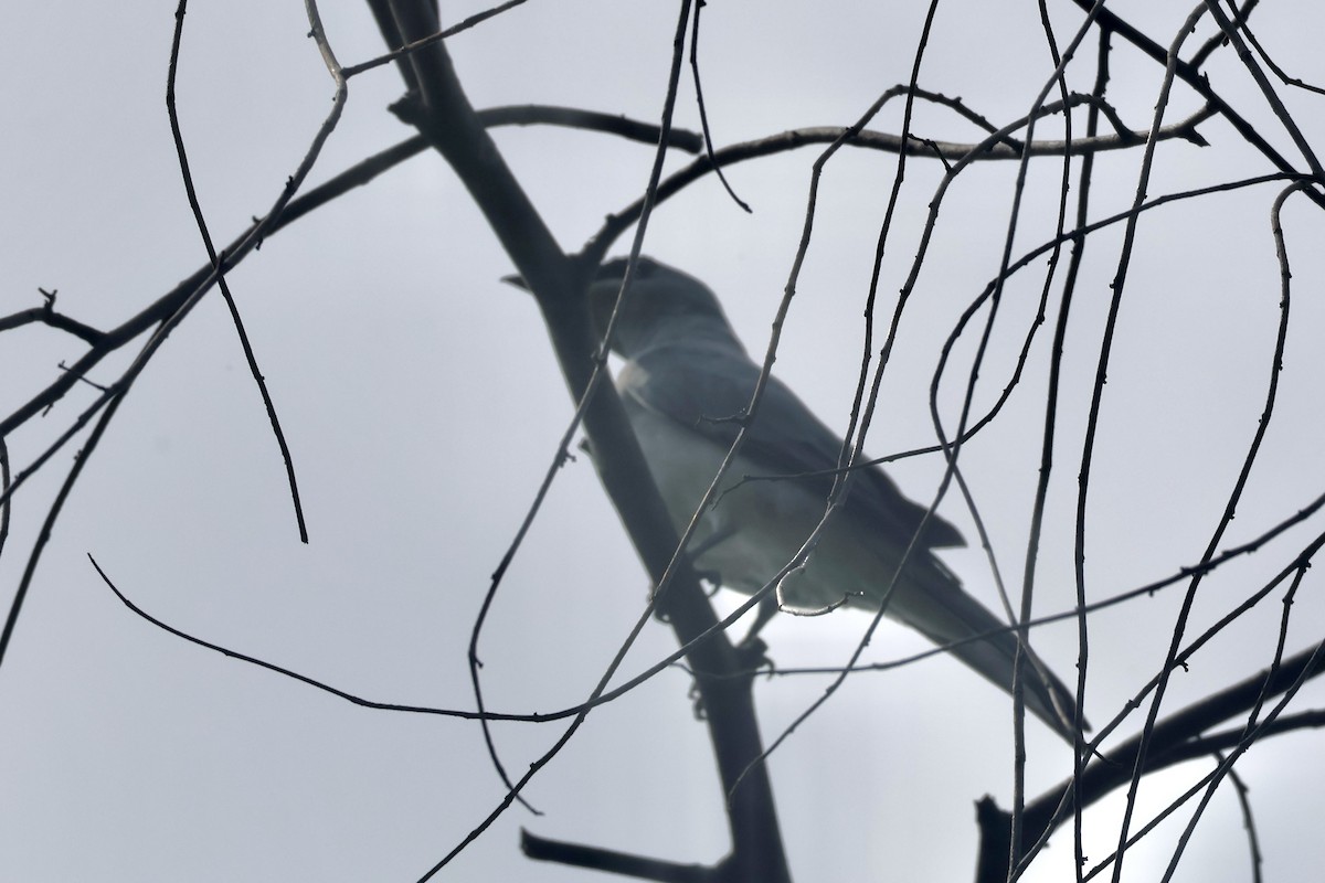 White-bellied Cuckooshrike - ML622060734