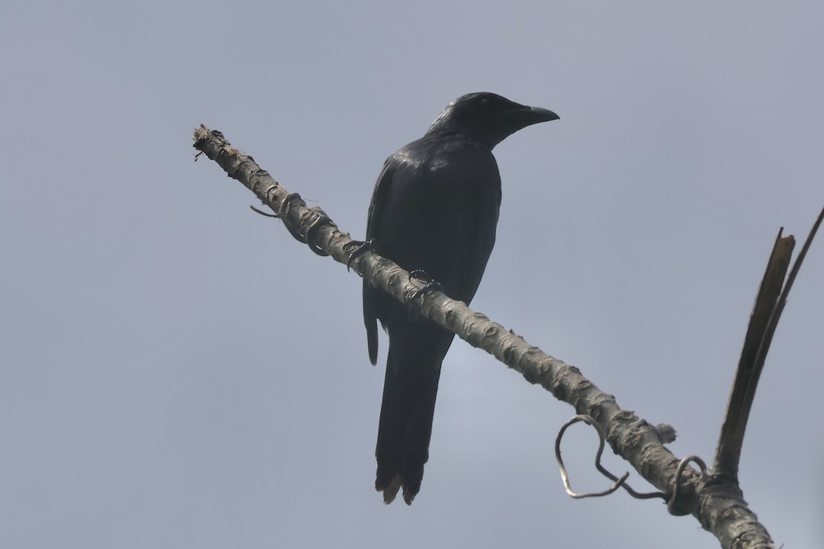 Moluccan Starling - ML622060737