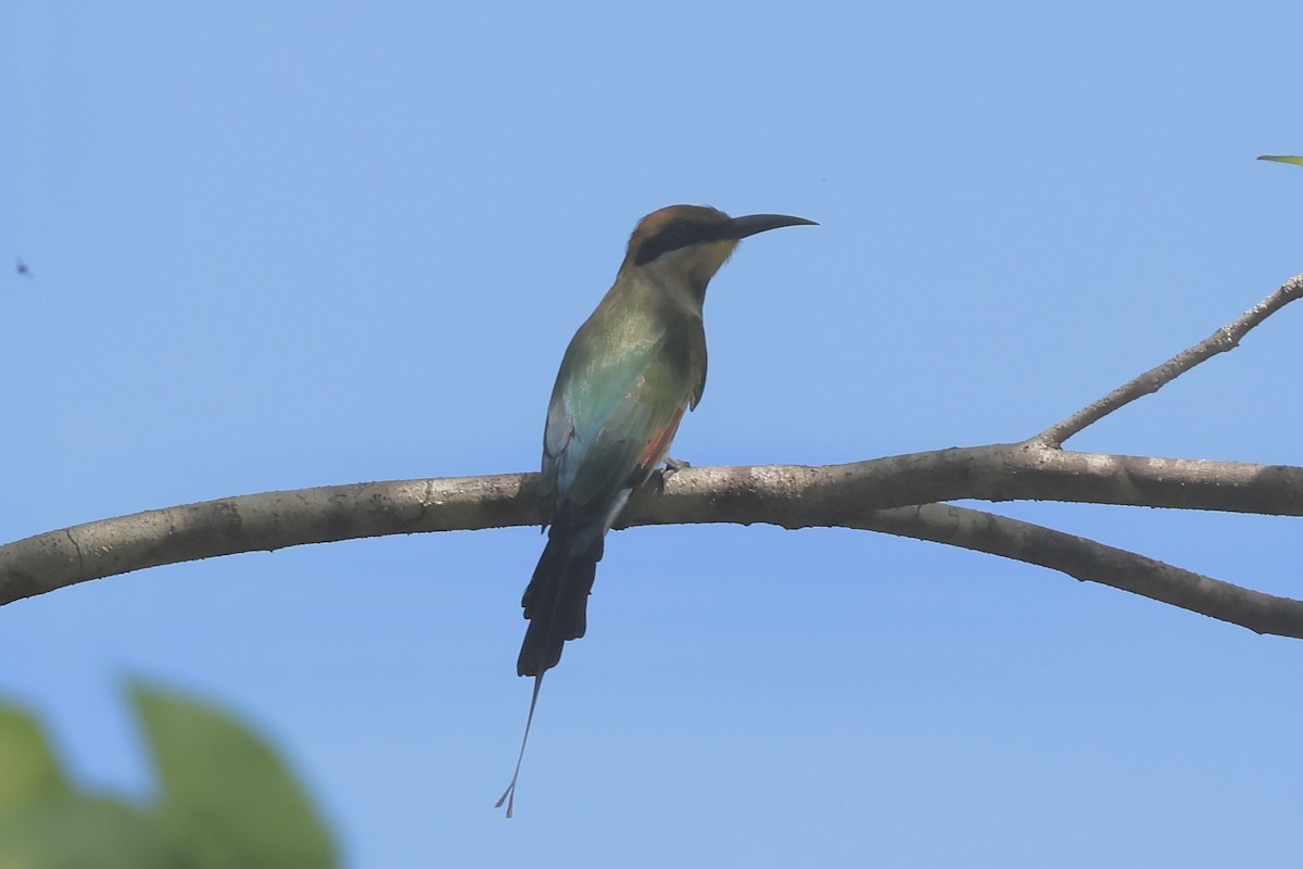 Rainbow Bee-eater - ML622060741