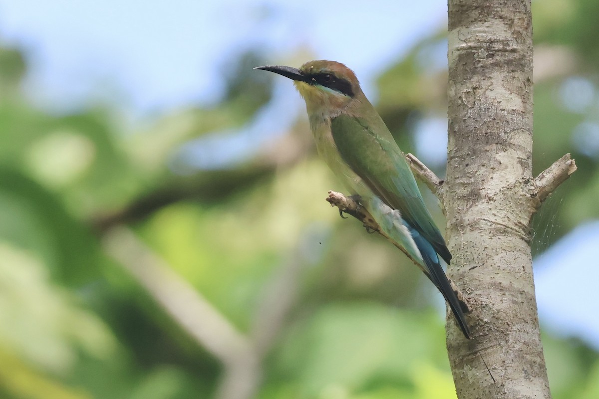 Rainbow Bee-eater - ML622060742