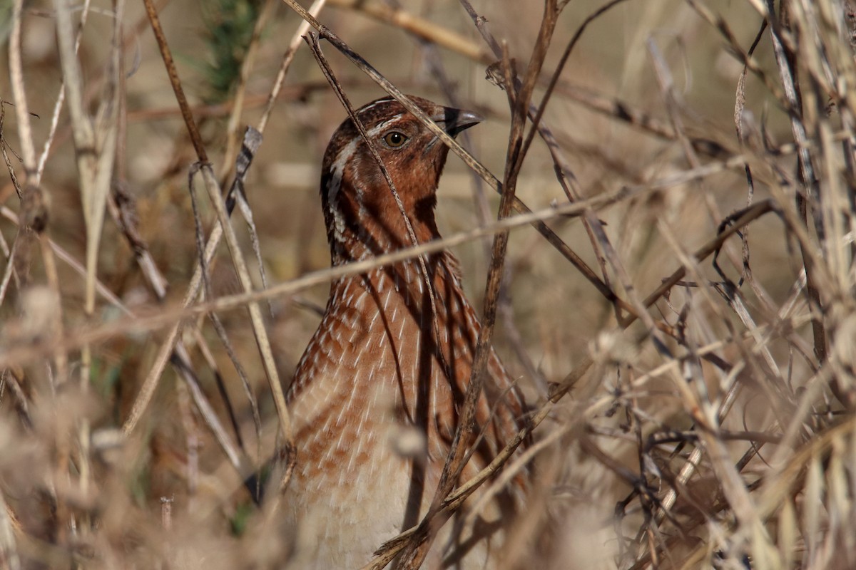 Common Quail - Joaquín Salinas