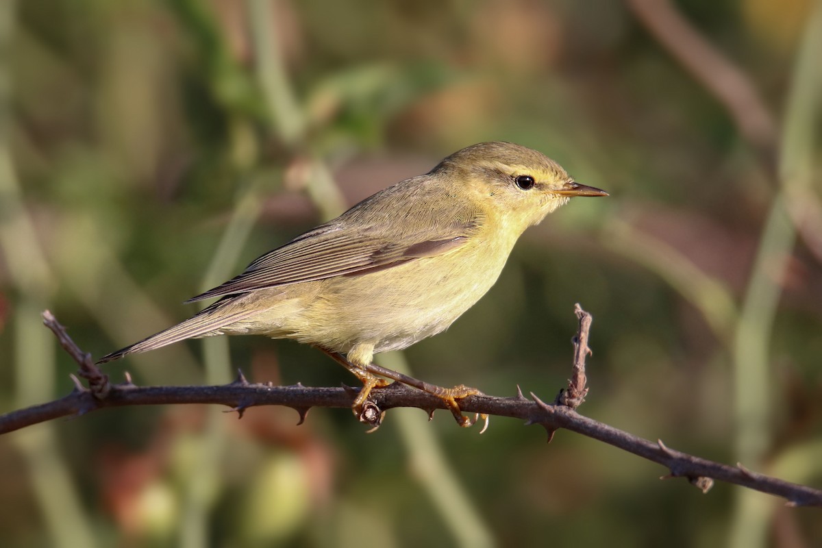 Willow Warbler - Joaquín Salinas