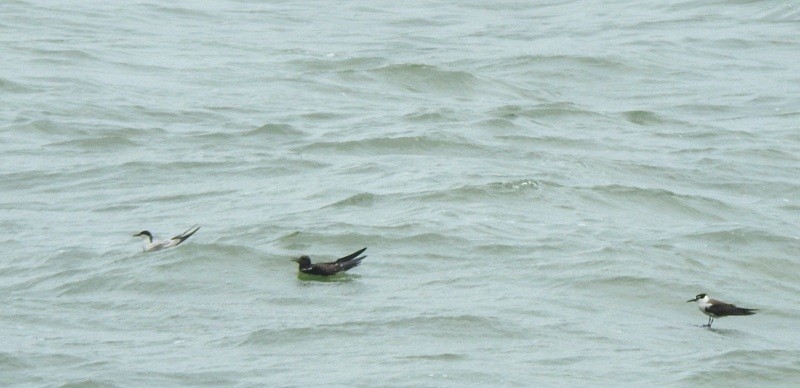 Sooty Tern - ML622060772