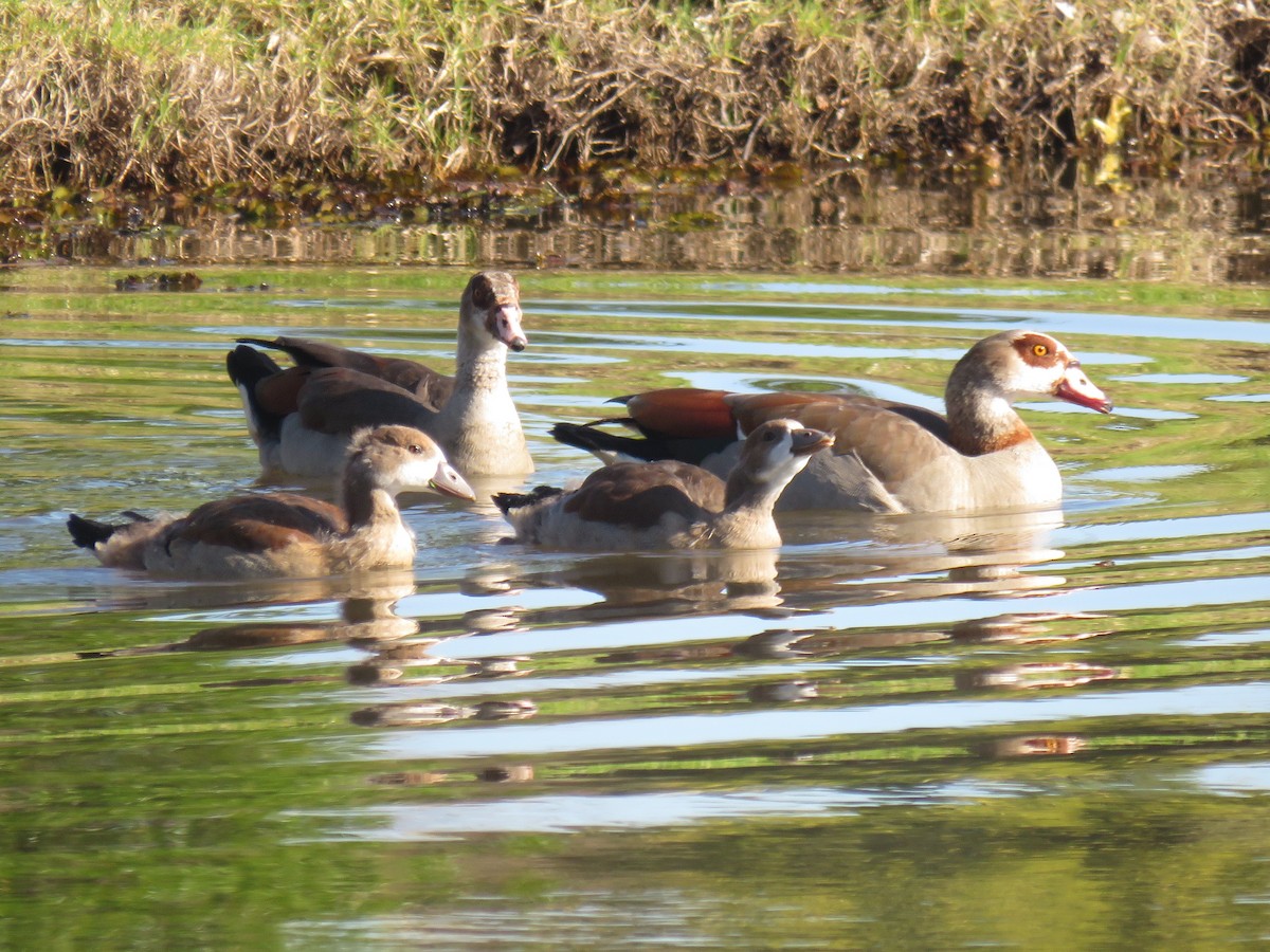 Egyptian Goose - Gareth Bain