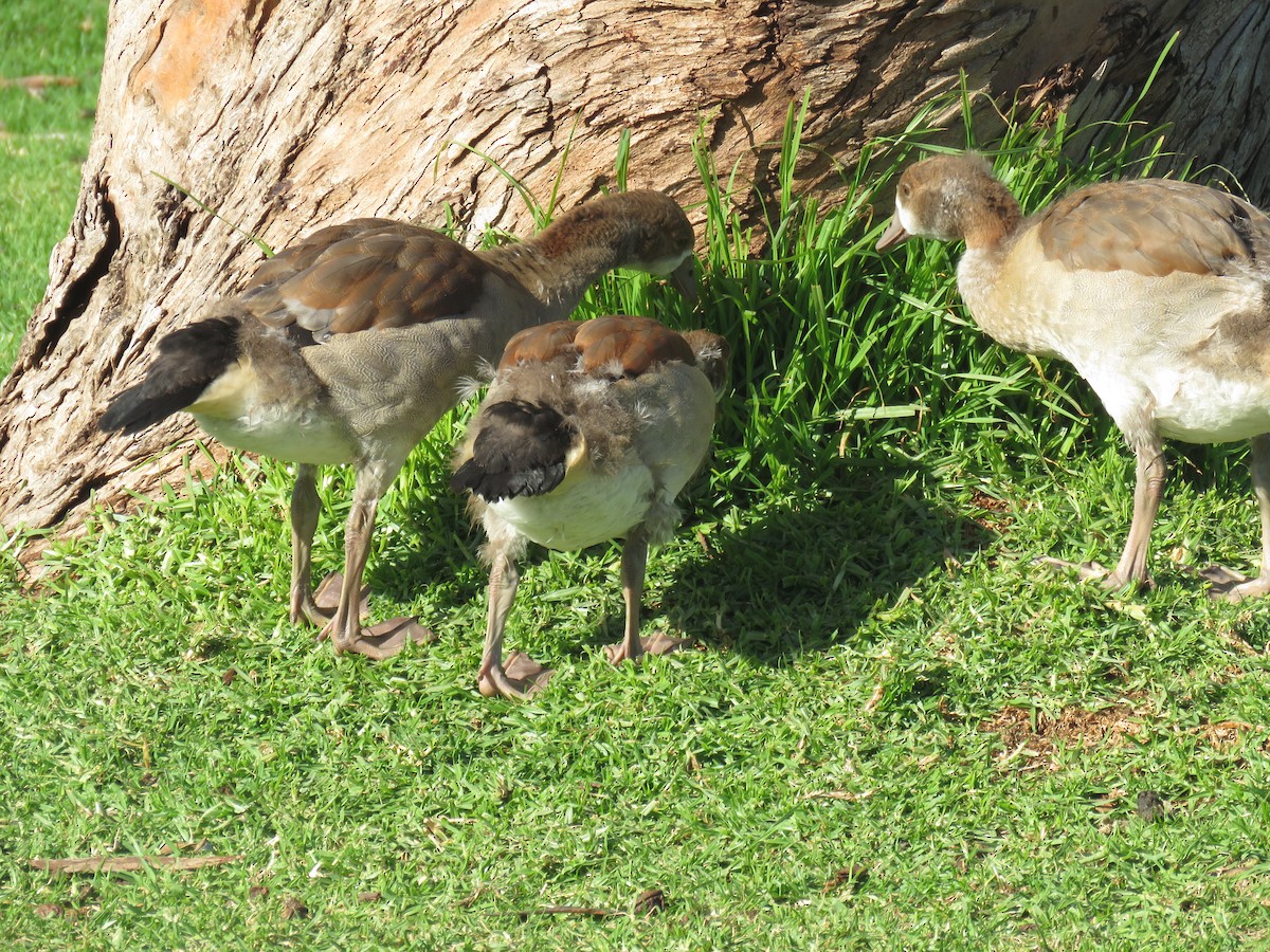 Egyptian Goose - Gareth Bain