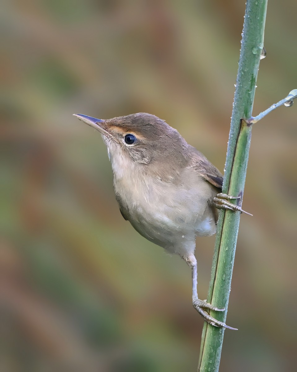 Common Reed Warbler - Philipp Lütscher