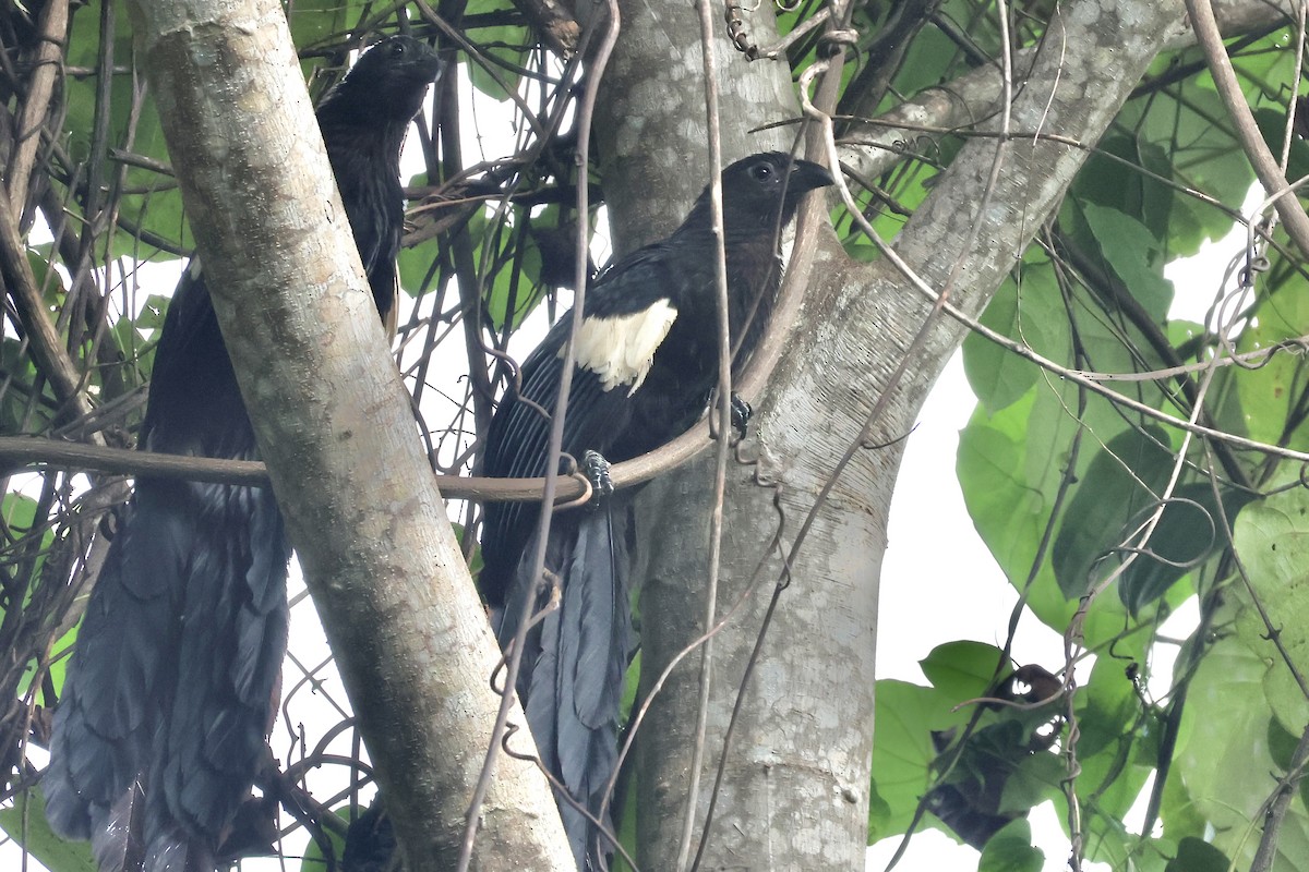 Goliath Coucal - ML622060786