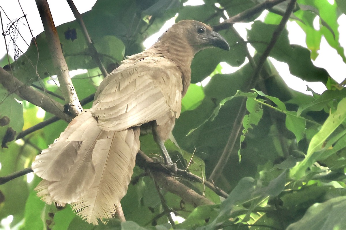 Goliath Coucal - ML622060788