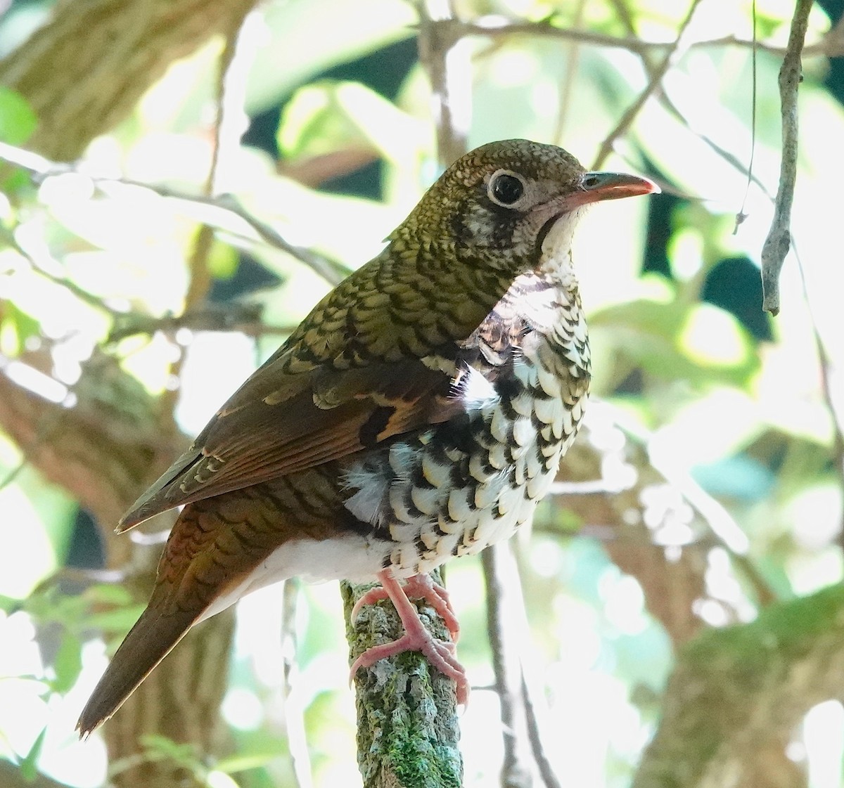 Russet-tailed Thrush - ML622060797