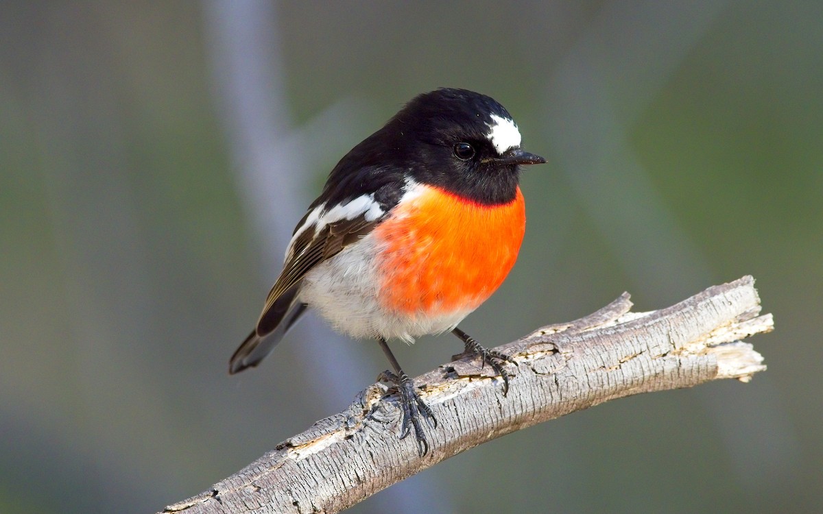 Scarlet Robin - ML622060809