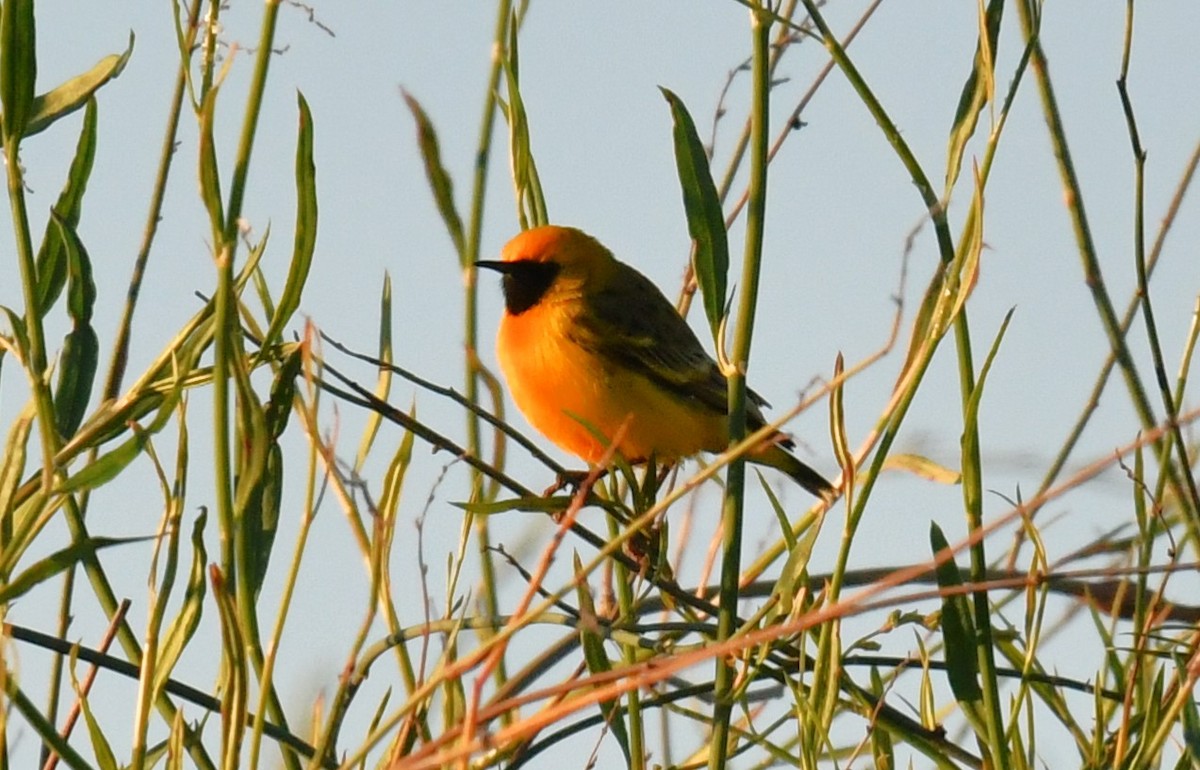 Orange Chat - Ron Sawyer