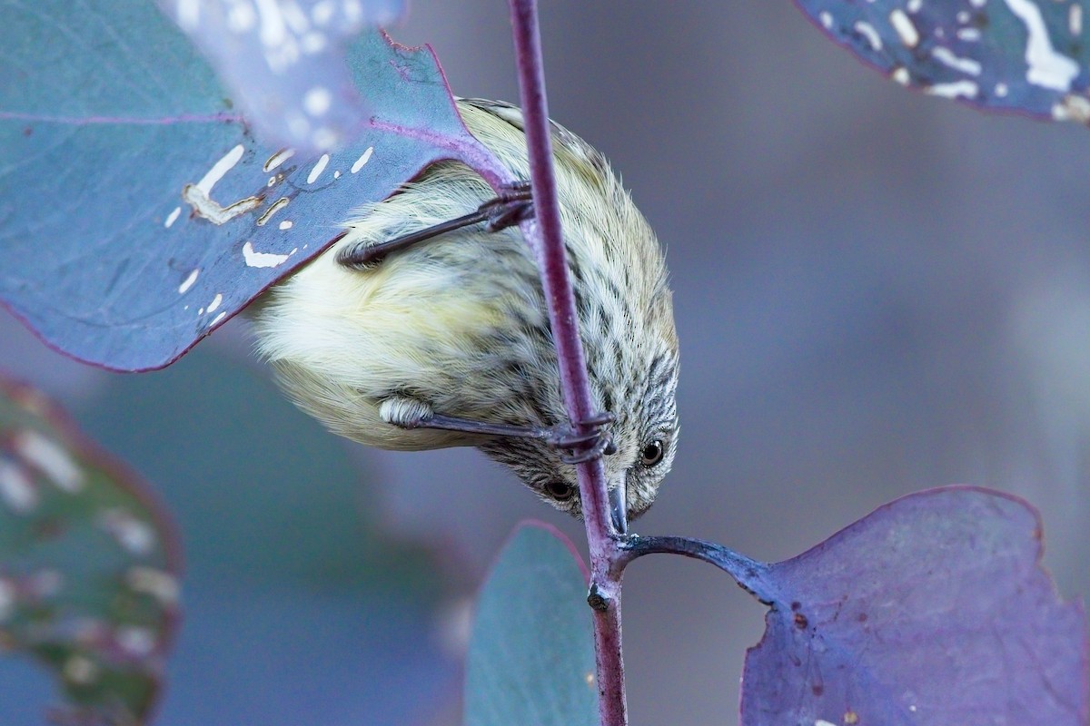 Striated Thornbill - ML622060812