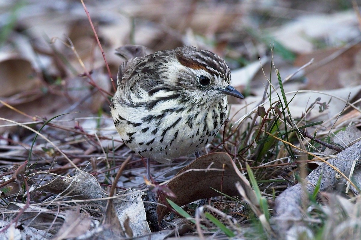 Speckled Warbler - ML622060814