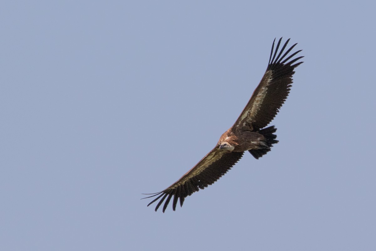 Eurasian Griffon - Miguel Rodríguez Esteban