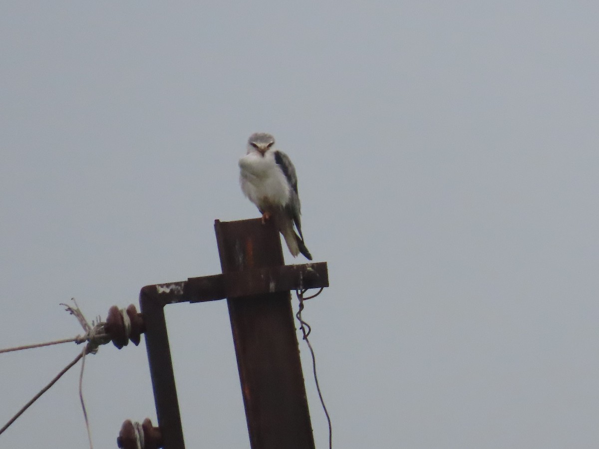 Black-winged Kite - ML622060832