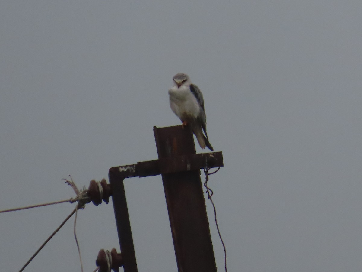 Black-winged Kite - ML622060833