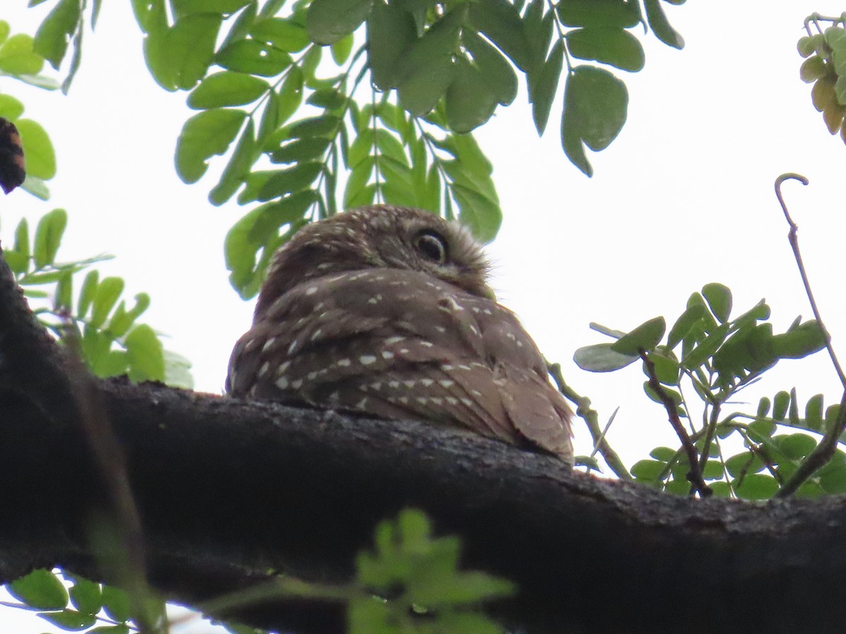 Spotted Owlet - ML622060835