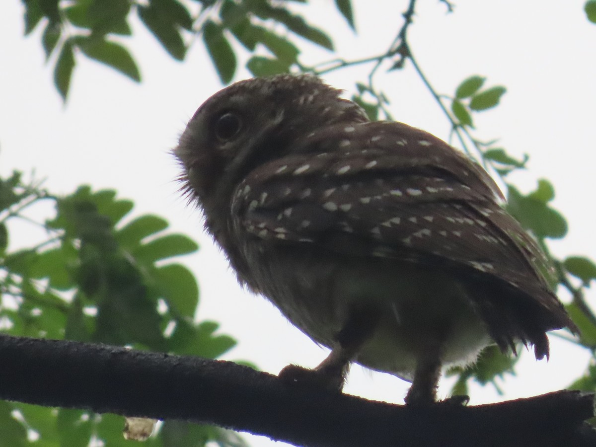 Spotted Owlet - ML622060836