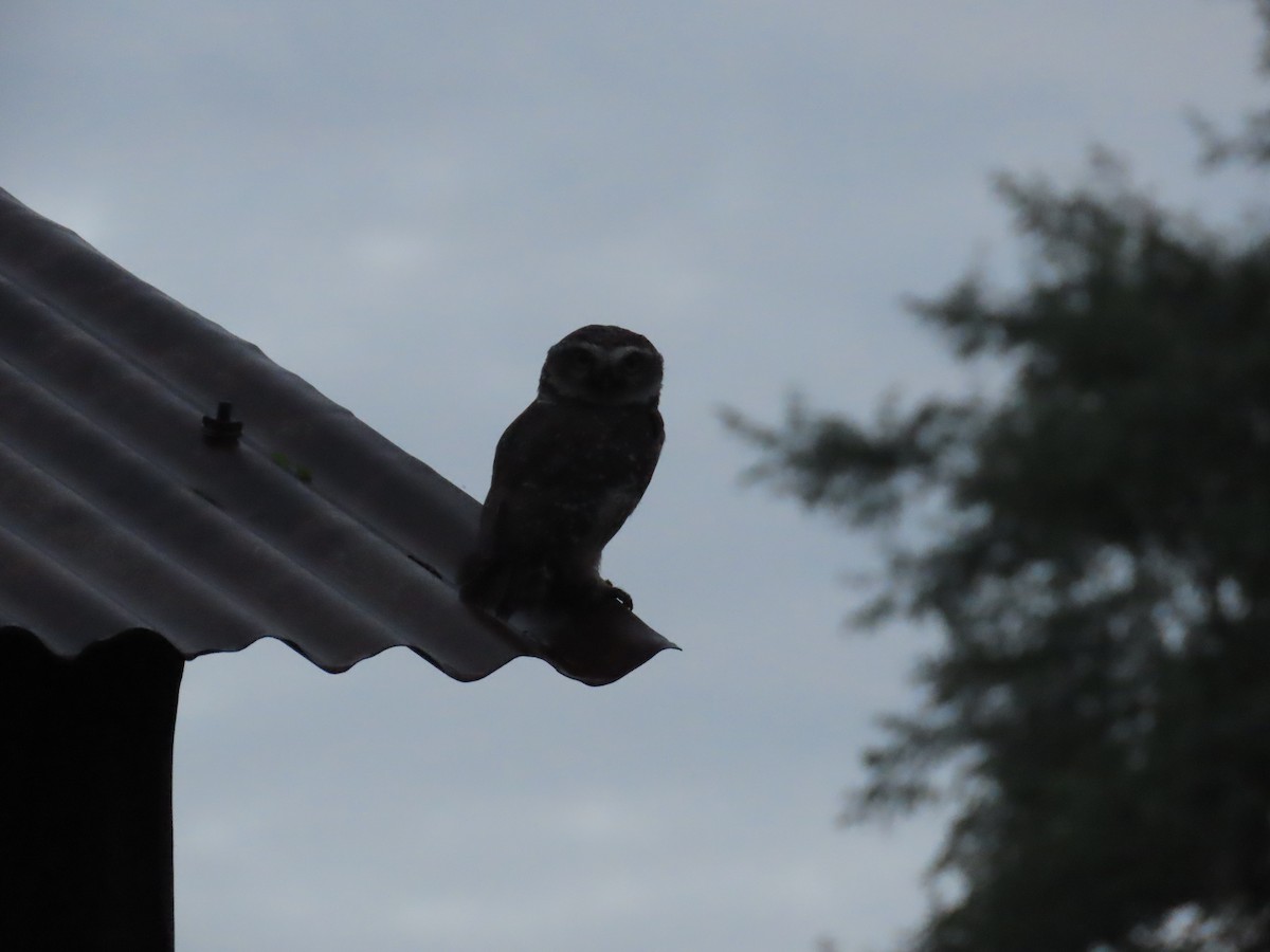 Spotted Owlet - Shilpa Gadgil