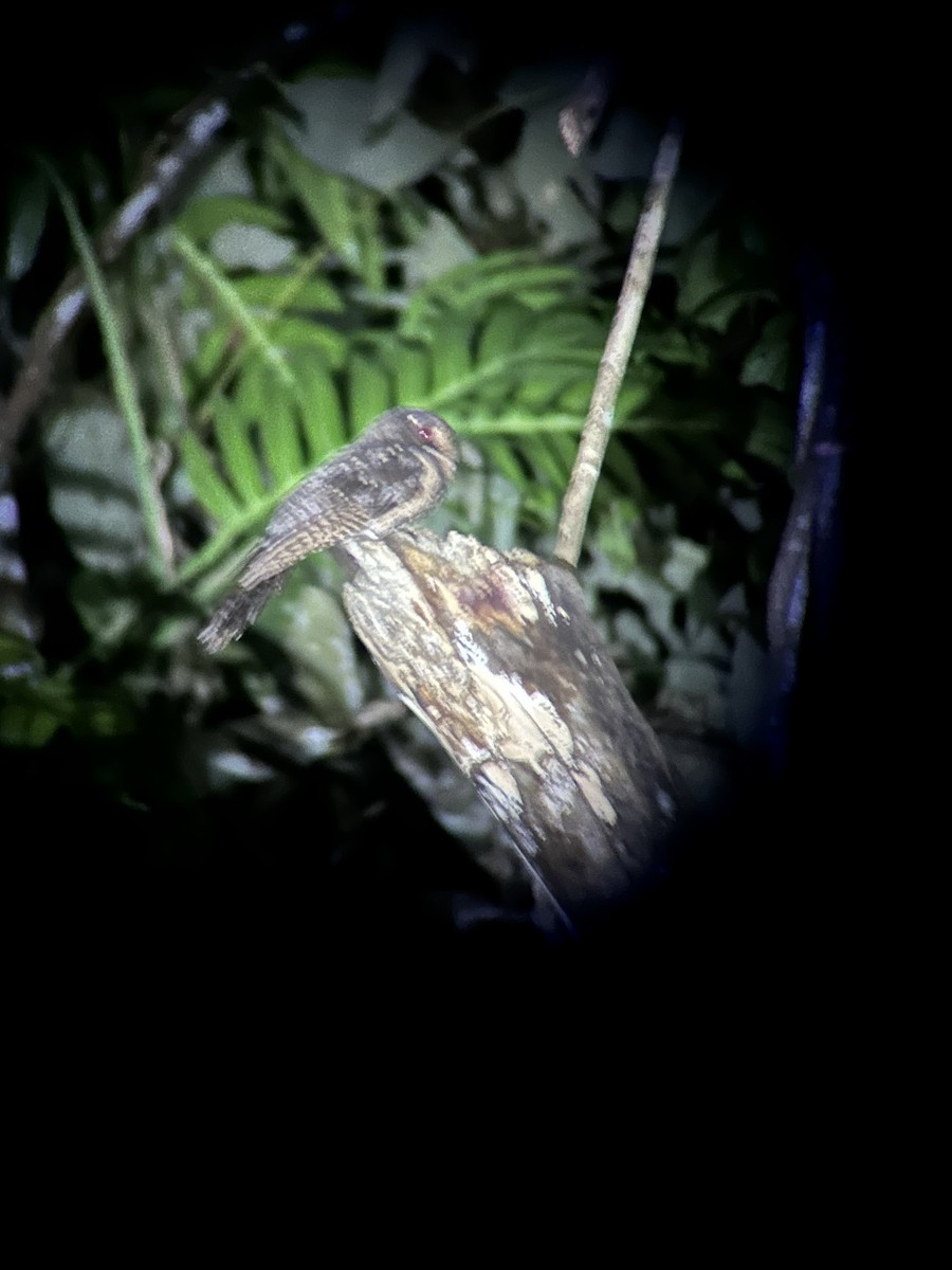Moluccan Owlet-nightjar - ML622060845