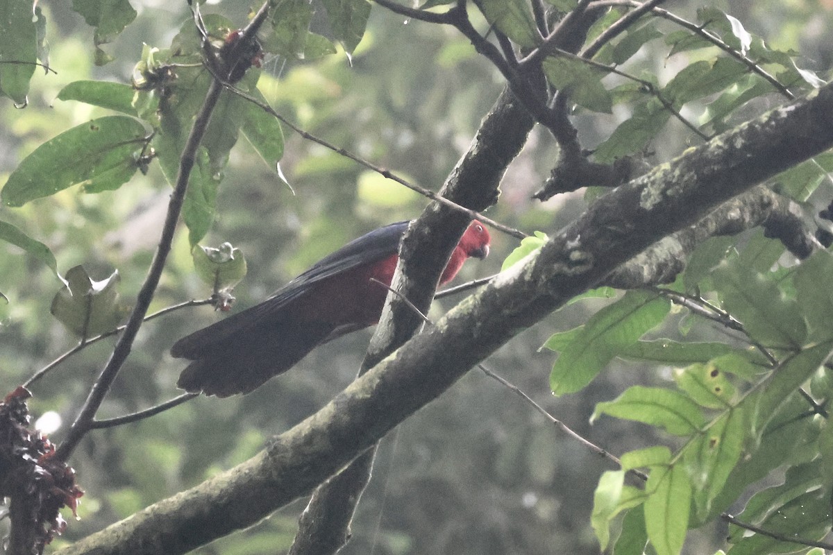 Moluccan King-Parrot - ML622060876