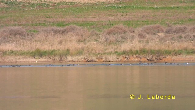 Green-winged Teal - ML622060919