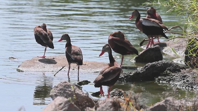 Black-bellied Whistling-Duck - ML622060925