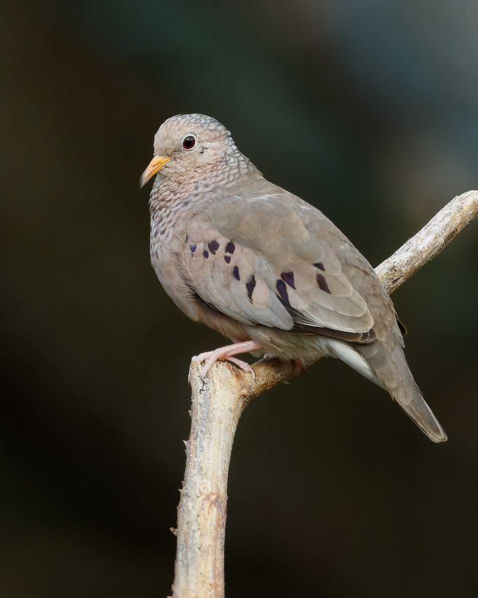 Common Ground Dove - ML622060927