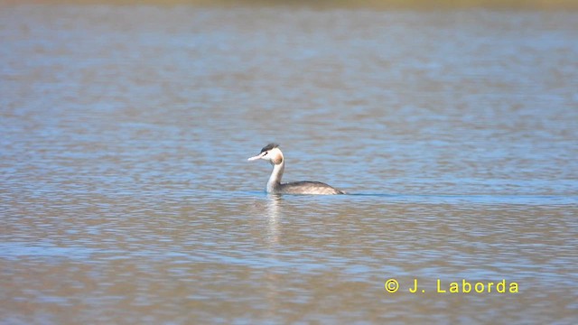 Great Crested Grebe - ML622060928