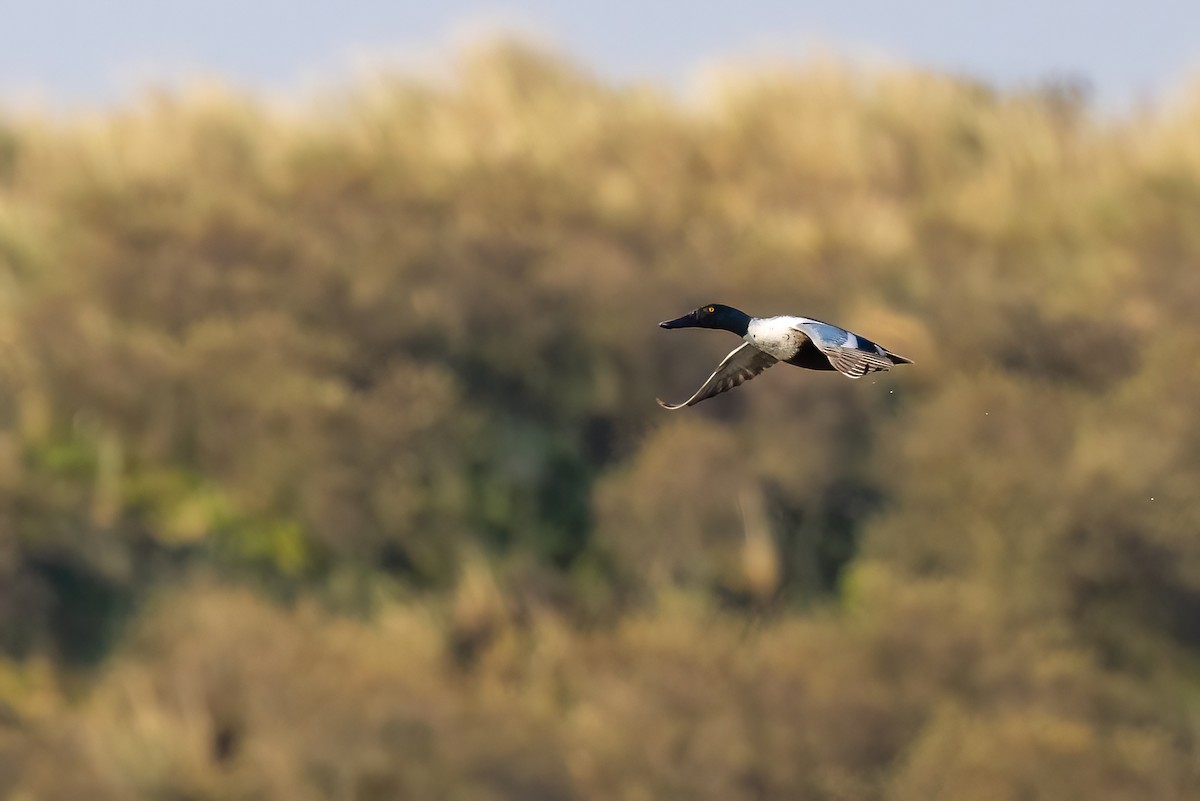 Northern Shoveler - ML622060930