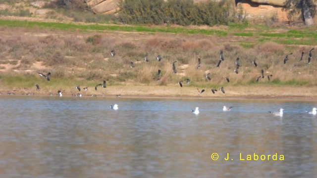 Northern Lapwing - ML622060933