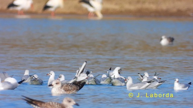 Gaviota Reidora - ML622060938