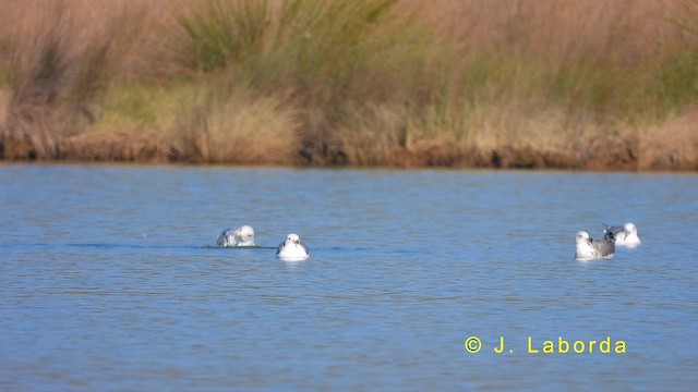 Yellow-legged Gull - ML622060946